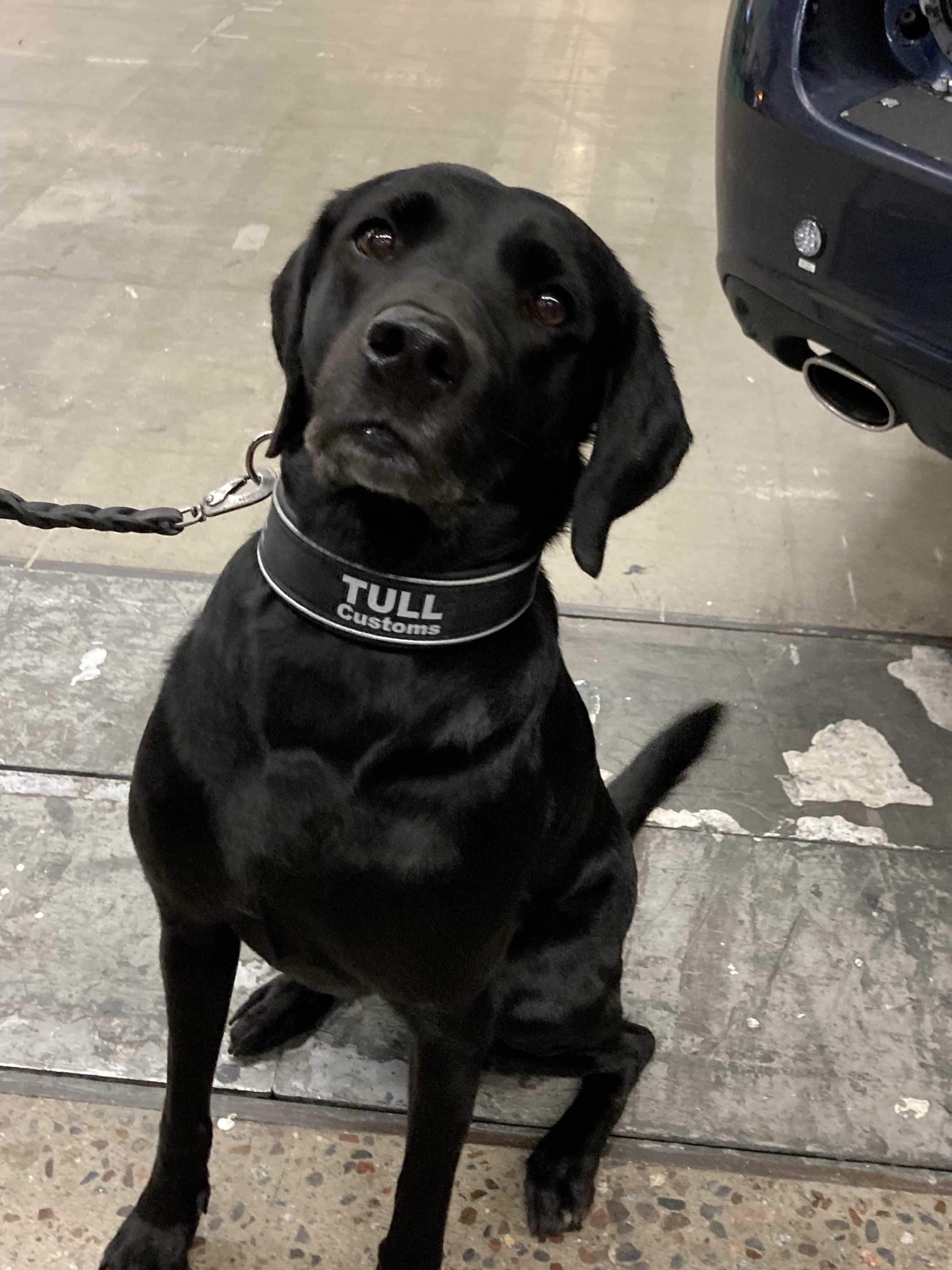 Narkotikasökhund 2025